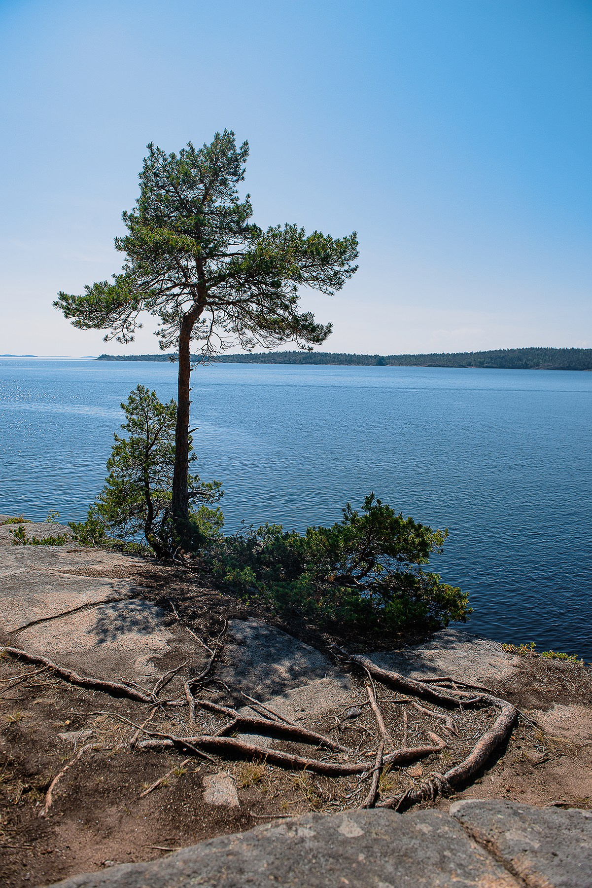 Карелия. Фотограф-анималист Наталья Светличная