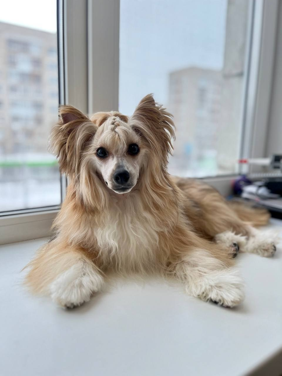 Poale Ell Veles. Chinese Crested Dog Kennel Poale Ell