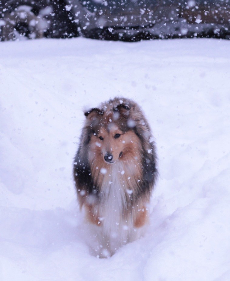 Арчи мой питомец шелти. Катя Попова|ЛайфСтайл фотограф