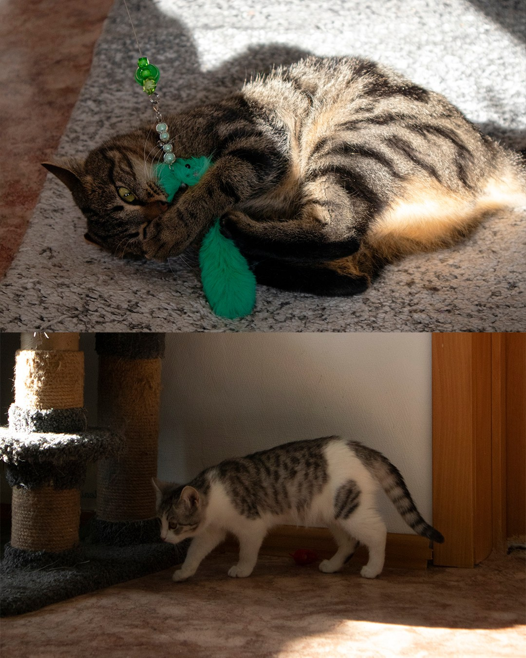 Животные. Фотограф Красноярск | Касьянова Мира