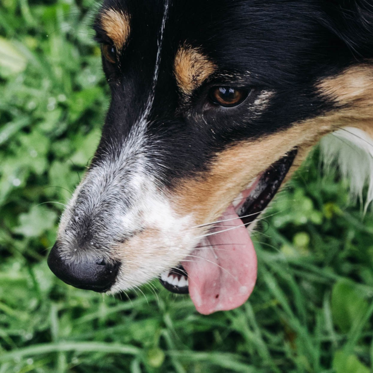 Вольт. Свадебный и семейный фотограф в Санкт-Петербурге Лолита Евстифеева