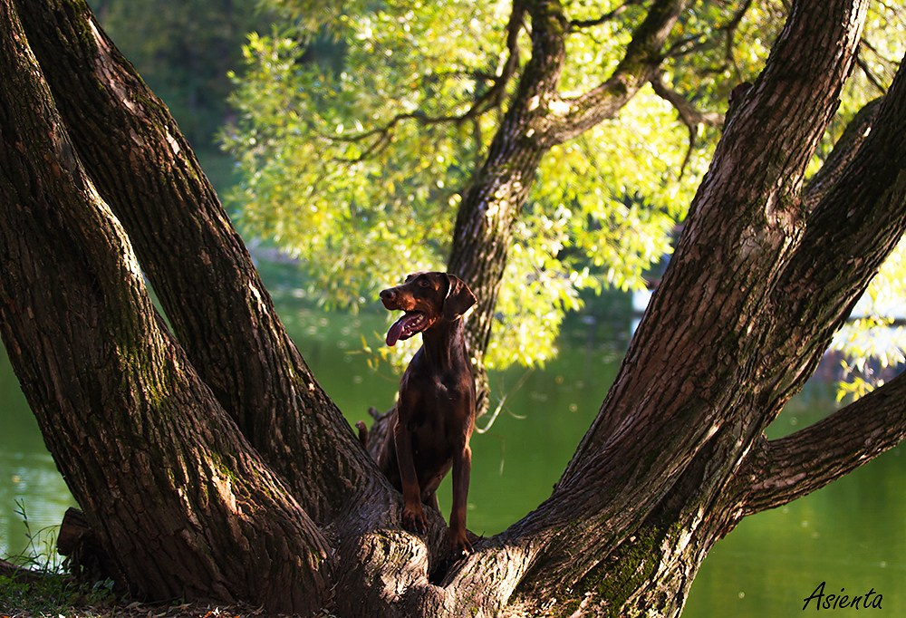 Собаки. Фотограф-анималист в Москве и МО Самойлова Марина