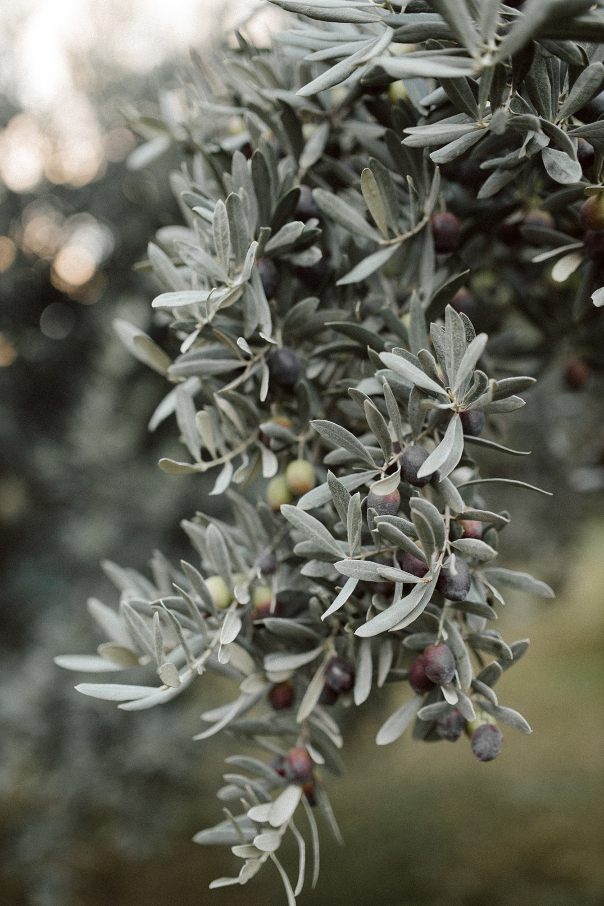 Jenya. Anastasia Blud Photography