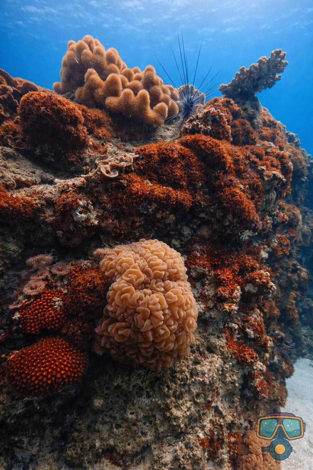 Для тех кто не боится сделать первый шаг. Дайвинг во Вьетнаме. Индивидуальные Экскурсии