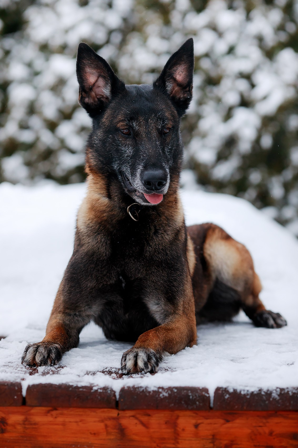 Зимние портреты. Фотограф-анималист Mary Mart — Москва, Питер