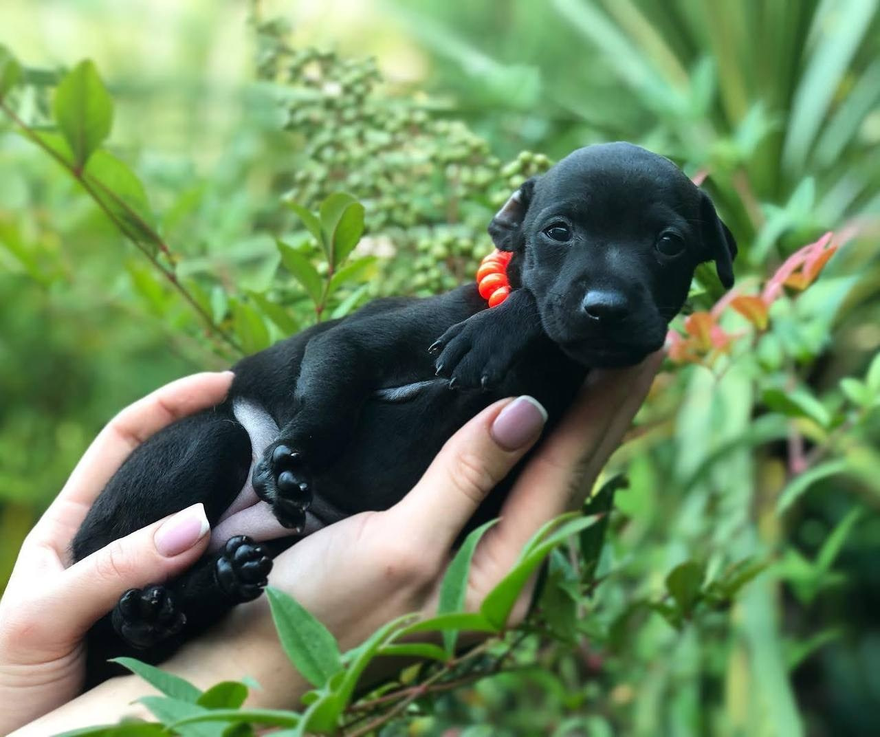 Asti Sapphire Olympia. Профессиональный питомник левреток РКФ/FCI ASTI SAPPHIRE 💎 Сочи|Санкт-Петербург