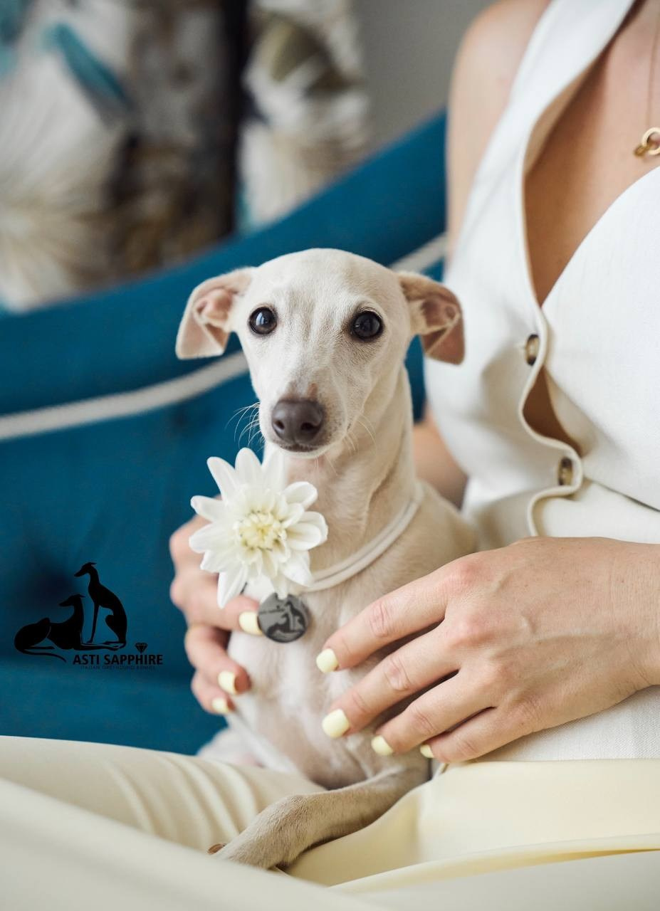 Asti Sapphire Yaasiina Laysan Cerulian. Профессиональный питомник левреток РКФ/FCI ASTI SAPPHIRE 💎 Сочи|Санкт-Петербург