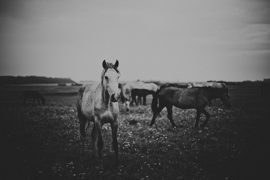 Мария и лошади. Фотограф Полина Егорова город Тюмень