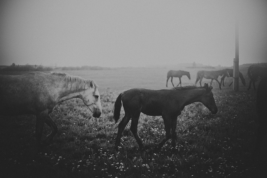 Мария и лошади. Фотограф Полина Егорова город Тюмень