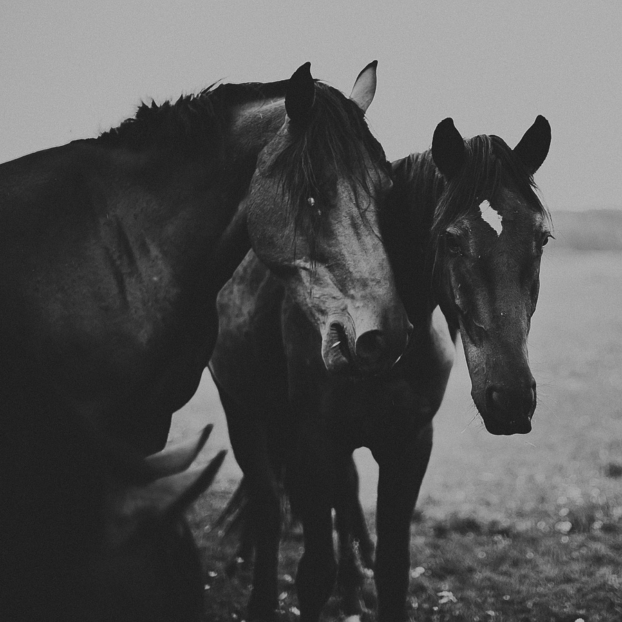 Мария и лошади. Фотограф Полина Егорова город Тюмень