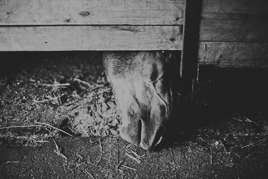 Мария и лошади. Фотограф Полина Егорова город Тюмень
