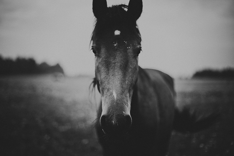 Мария и лошади. Фотограф Полина Егорова город Тюмень
