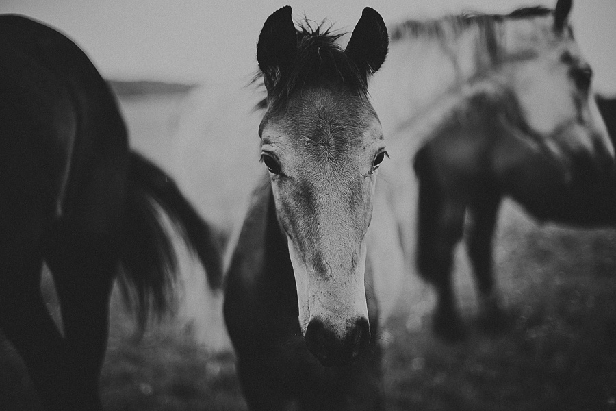 Мария и лошади. Фотограф Полина Егорова город Тюмень