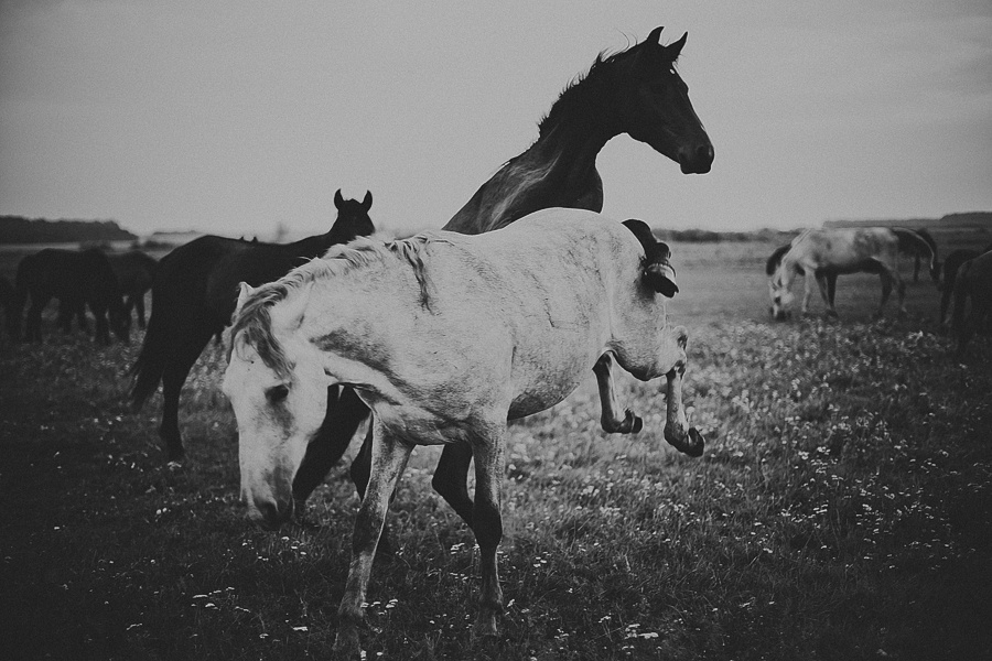 Мария и лошади. Фотограф Полина Егорова город Тюмень