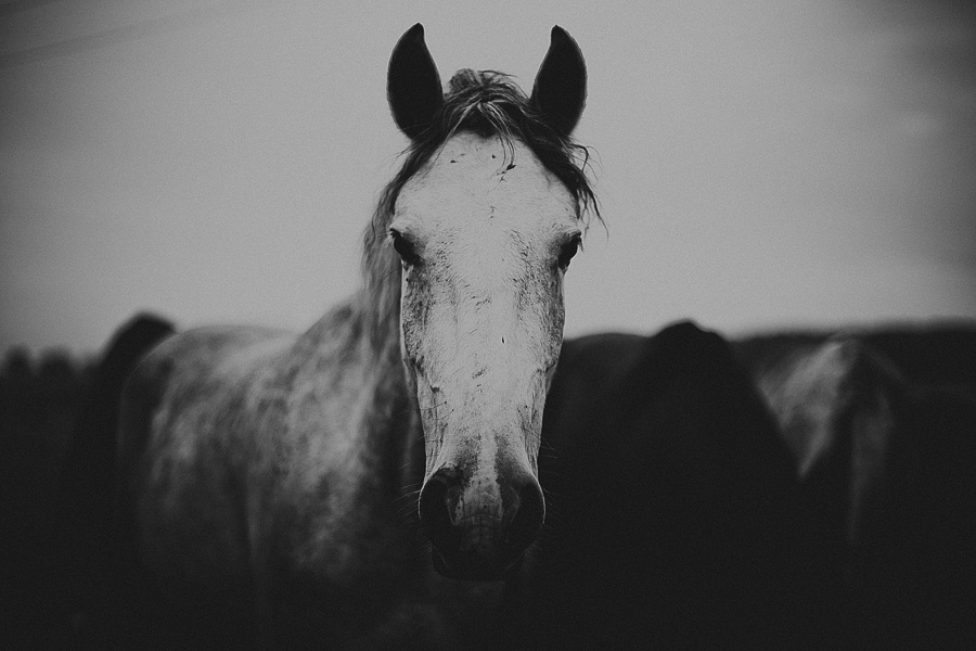 Мария и лошади. Фотограф Полина Егорова город Тюмень