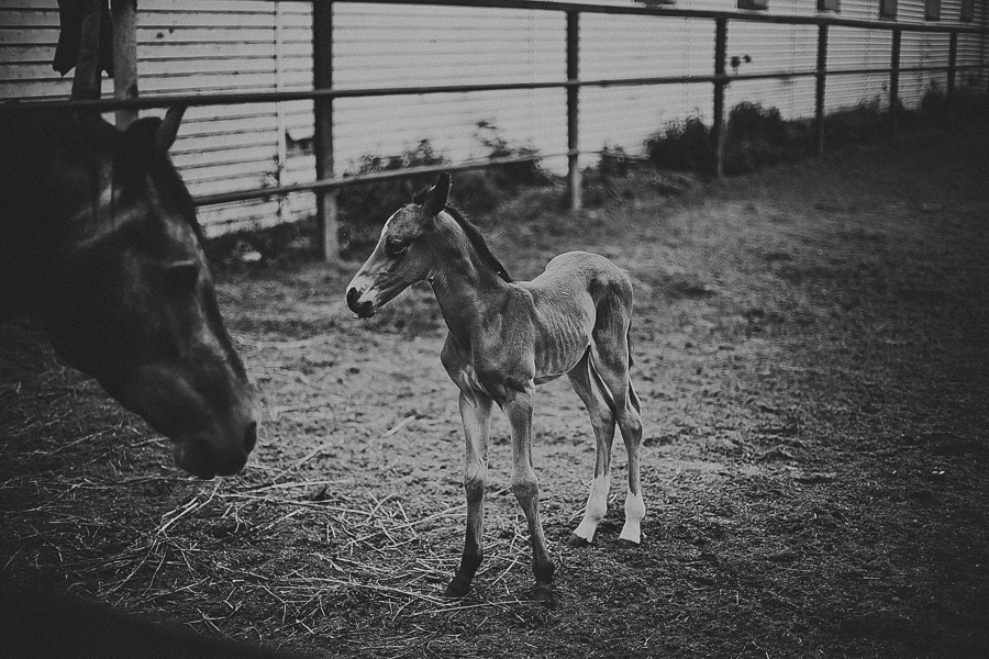 Мария и лошади. Фотограф Полина Егорова город Тюмень