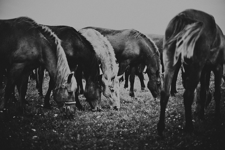 Мария и лошади. Фотограф Полина Егорова город Тюмень