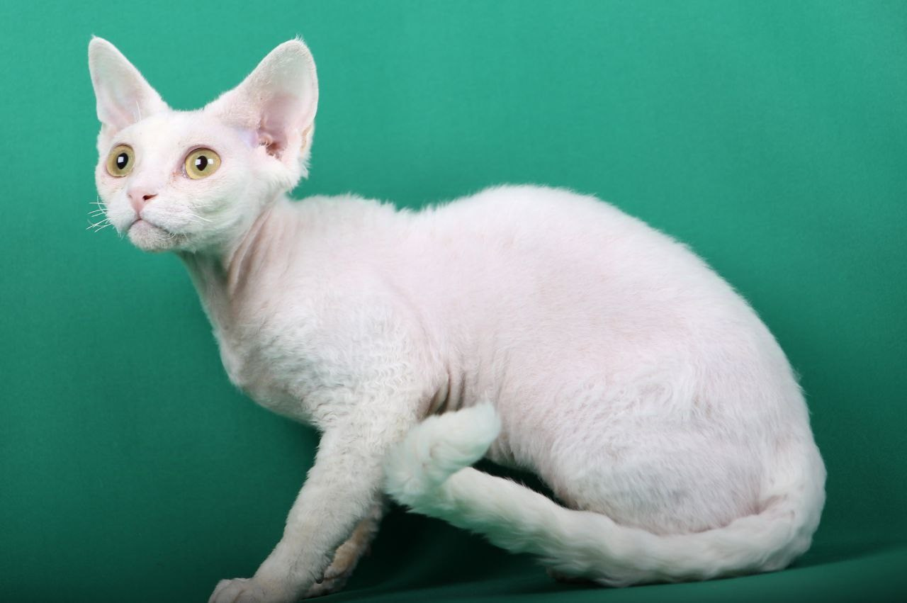 Кошка Ch Nasamiituuq PixieWilli DRX w 64. Nevskiy Favorite — питомник девон-рексов в Санкт-Петербурге|Москве. Здоровые, ласковые и редкие котята