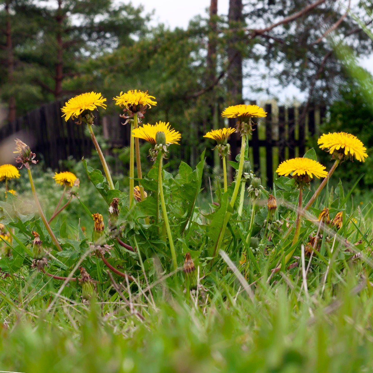 Травы. Природа севера