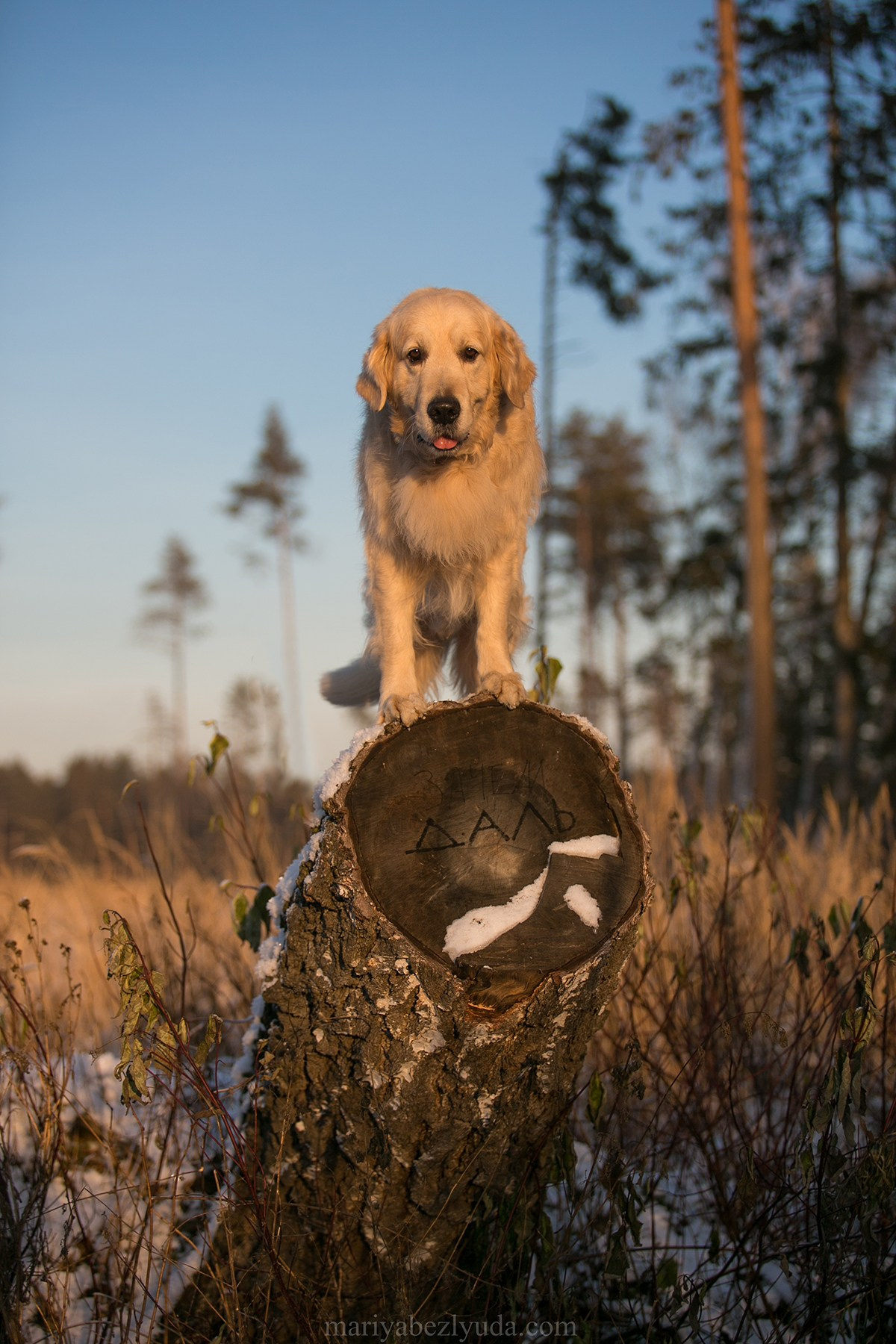 На природе. Семейный и детский фотограф в Москве Мария Быкова
