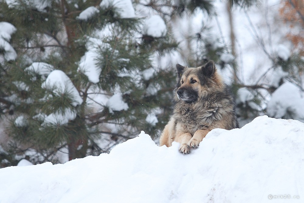 Разное. Конец зимы. Mik25