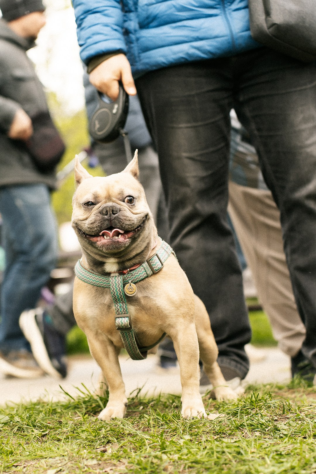 Парад Бульдогов. Axenov_eugene