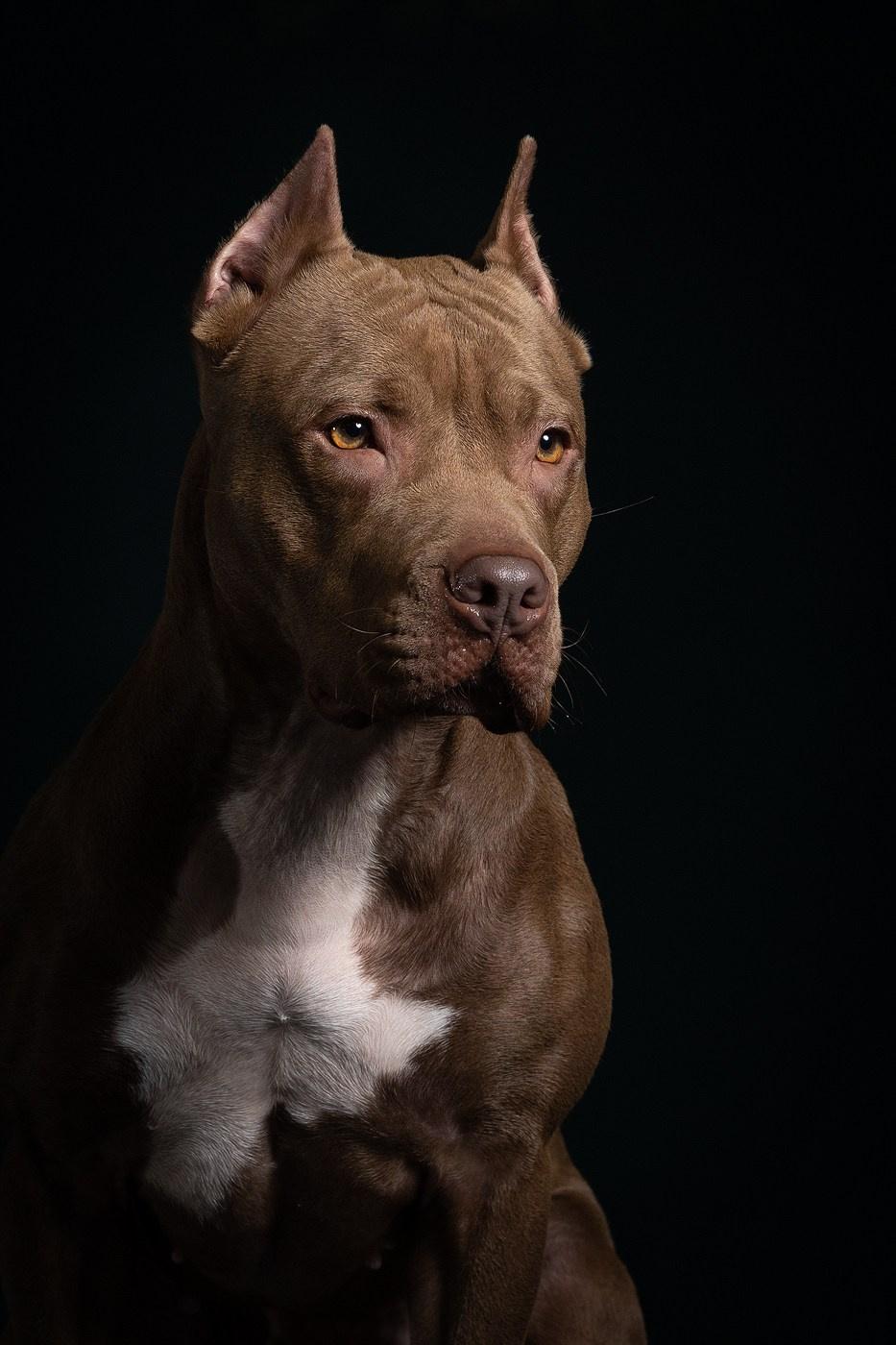 Небольшой отчёт о том, как прошли студиные фото дни. Фотограф-анималист Natalia Deingel | Фотосъемка собак в Москве