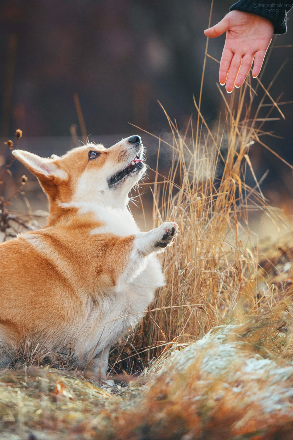 собака вельш корги пемброк дает лапу