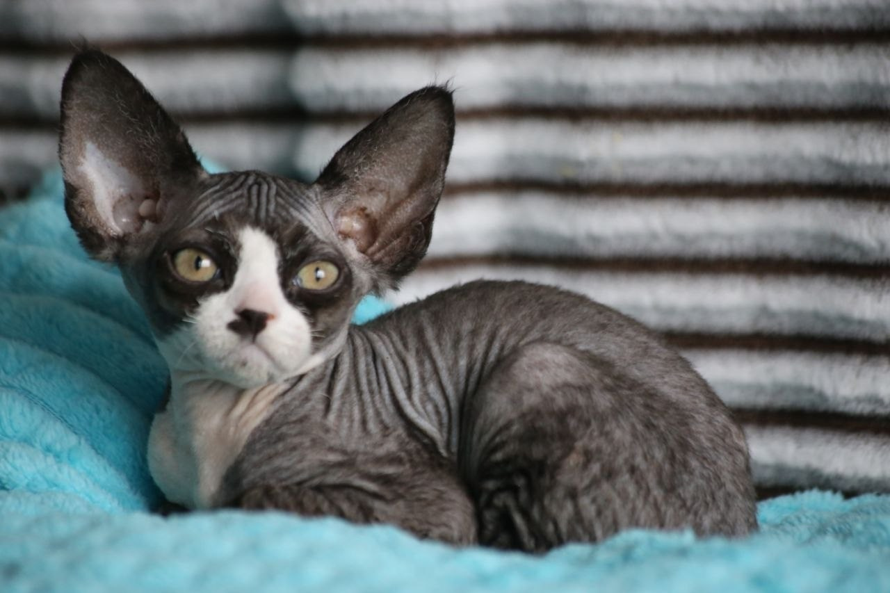 DRX n 03 котик Nevskiy Favorite Manaure готов к резерву 🧿 д/р 03.02.26. Nevskiy Favorite — питомник девон-рексов в Санкт-Петербурге. Здоровые, ласковые и редкие котята