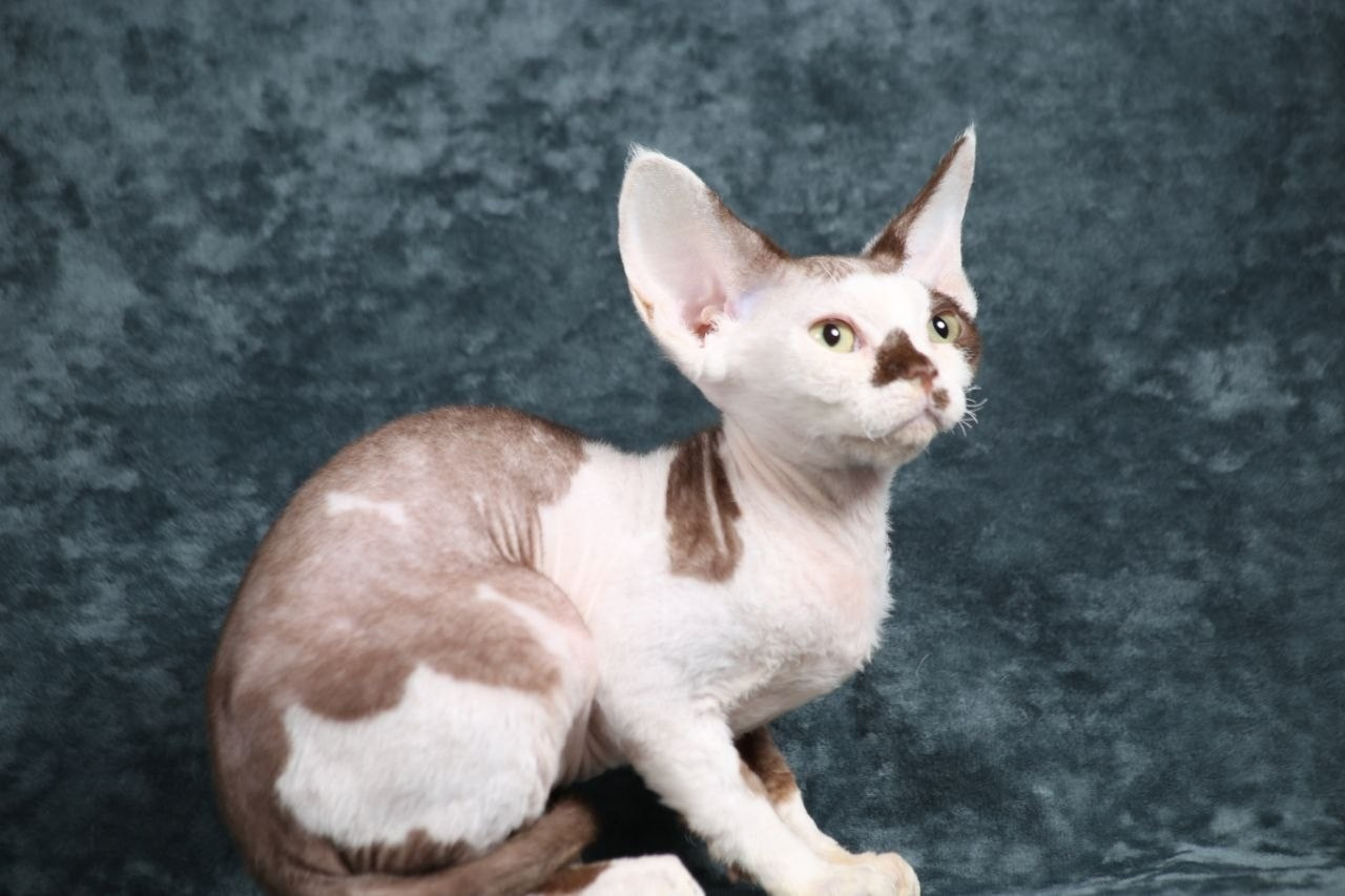 💜DRX b 03 котик Nevskiy Favorite Kitsune🔥🔥🔥готов к резерву 🧿 д/р 21.11.25. Nevskiy Favorite — питомник девон-рексов в Санкт-Петербурге. Здоровые, ласковые и редкие котята