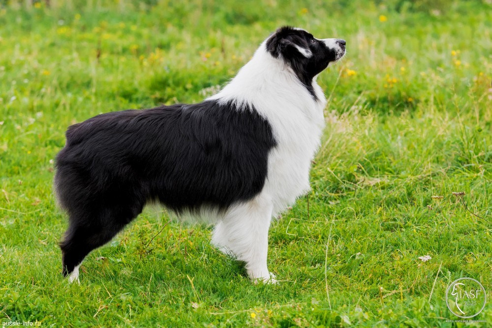 Карныш. BLGKV питомник собак