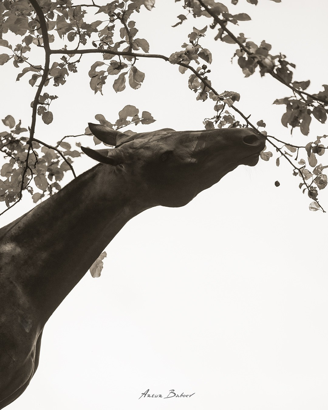 Gallery. Art photos of horses — ARTUR BABOEV | Photographer