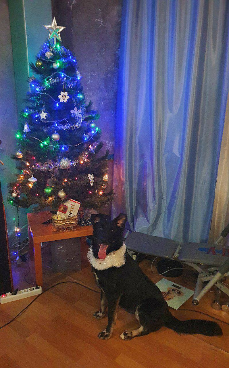 Уже дома. Забери домой друга