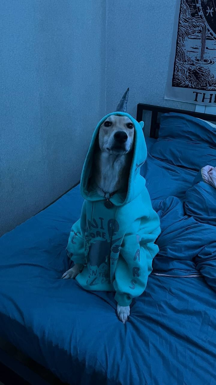 Уже дома. Забери домой друга