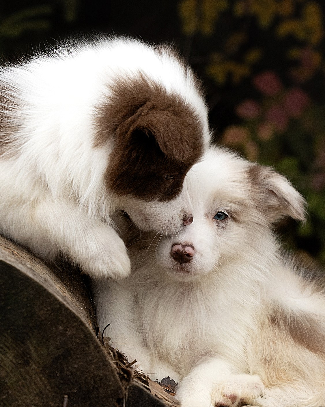 Портфолио: Фотосъёмка щенков в Москве и области — трогательные моменты. Фотограф-анималист и бренд-фотограф в Москве | Фотография собак, людей, бизнес-портрет