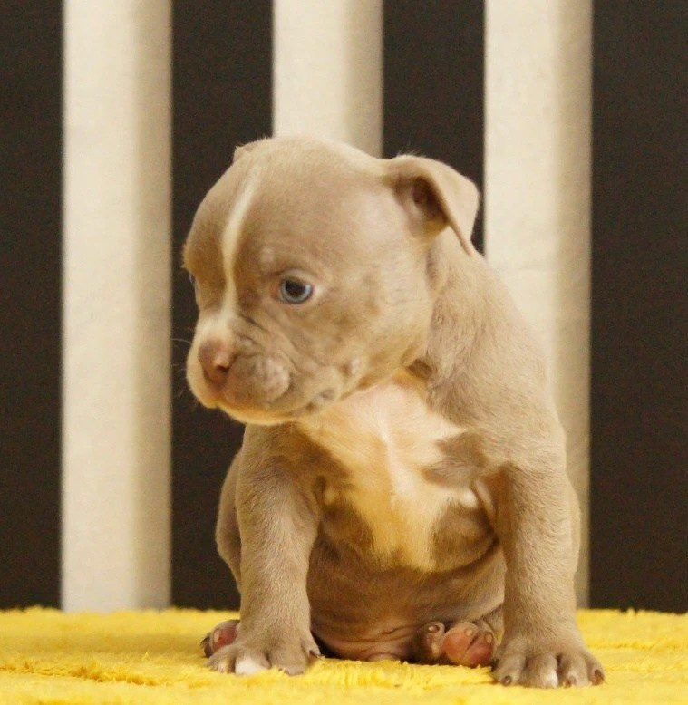 Щенки Американский булли. ПИТОМНИК СОБАК ПОРОДЫ АМЕРИКАНСКИЙ БУЛЛИ