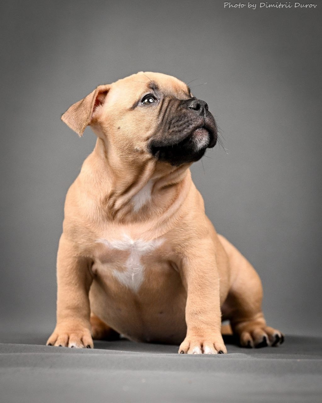 Дети Савана. ПИТОМНИК СОБАК ПОРОДЫ АМЕРИКАНСКИЙ БУЛЛИ