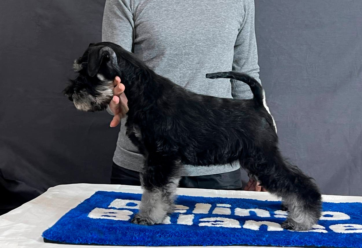 Litter «UY» 10.10.2025. Питомник цвергшнауцеров в Беларуси «Делинсо Бэлэнс»