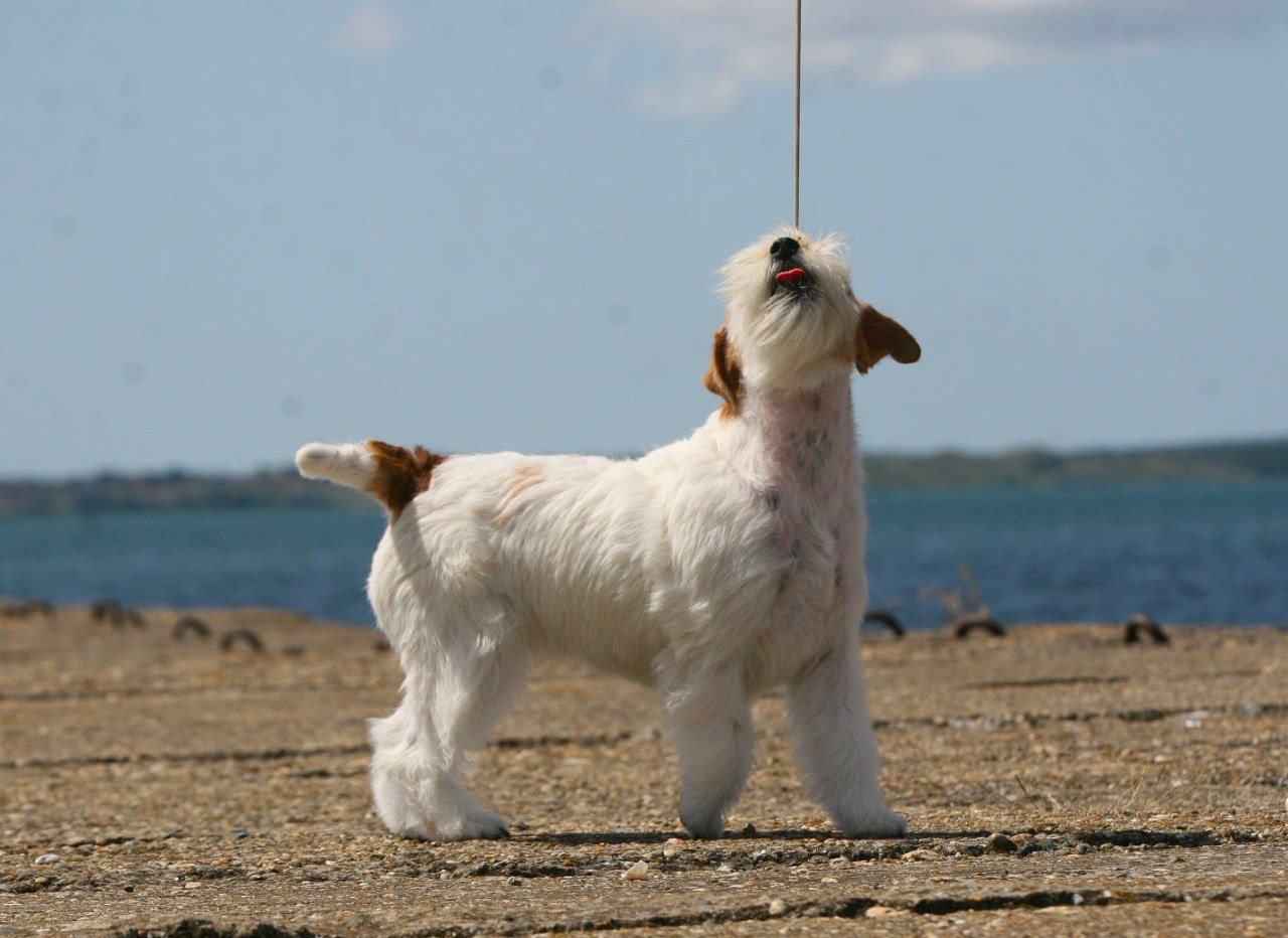 Lovely-Orange Colambina. Lovely-Orange питомник джек рассел терьеров