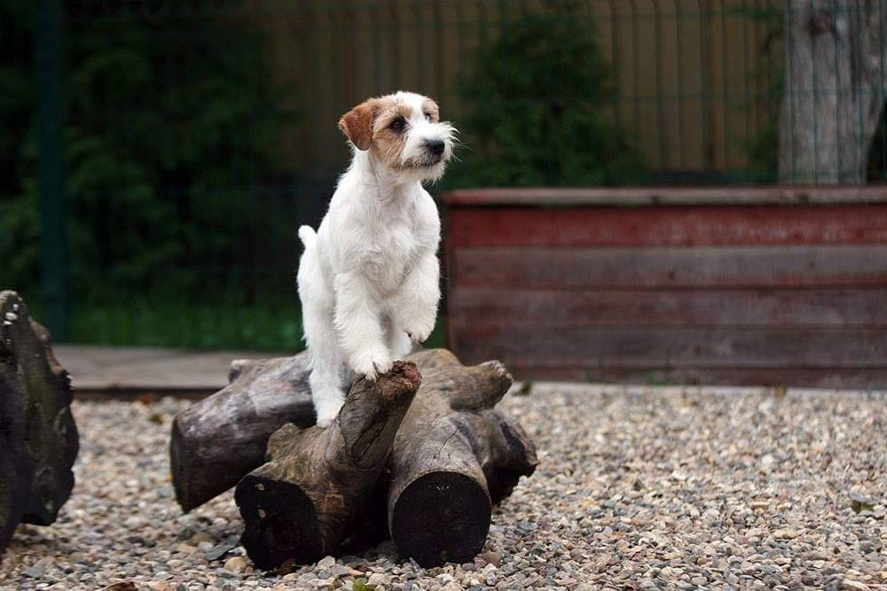 Lovely-Orange Candy Shop. Lovely-Orange питомник джек рассел терьеров