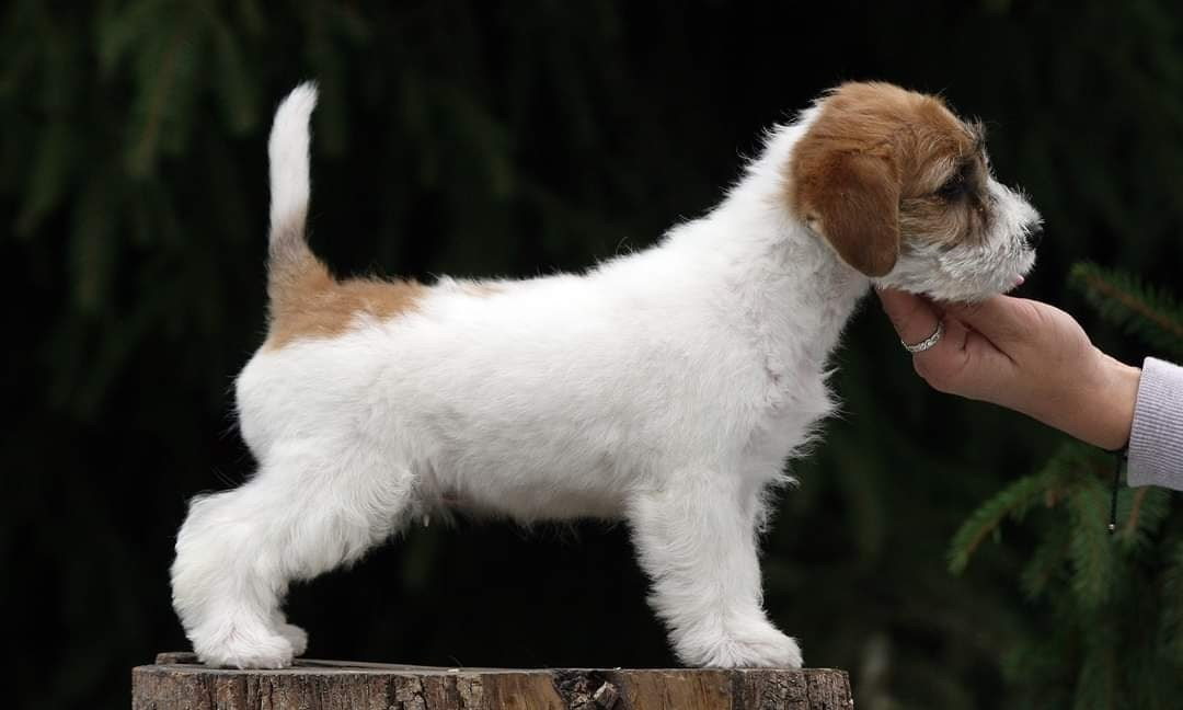 Lovely -Orange Team Spirit. Lovely-Orange питомник джек рассел терьеров