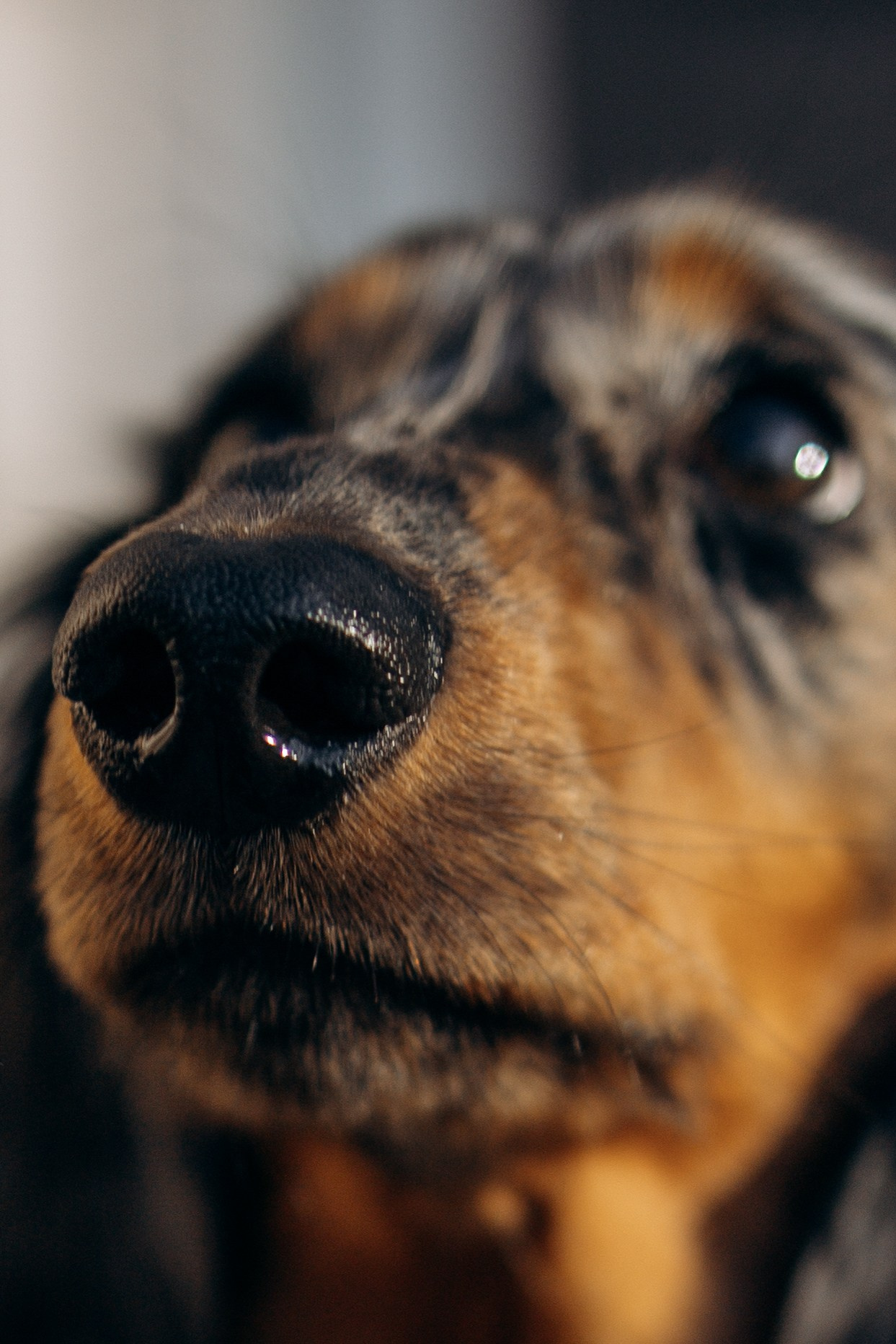 Одна прогулка из жизни Бимы. Семейный фотограф Питер •love-story•|Санкт-Петербург