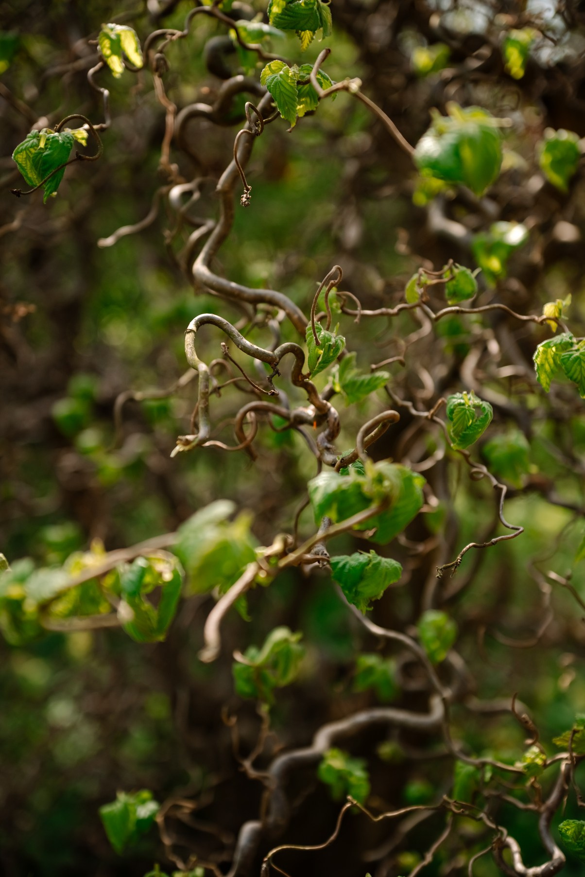 Оксана. Яблоневое цветение. Свадебный и семейный фотограф в Санкт-Петербурге Елена Худякова