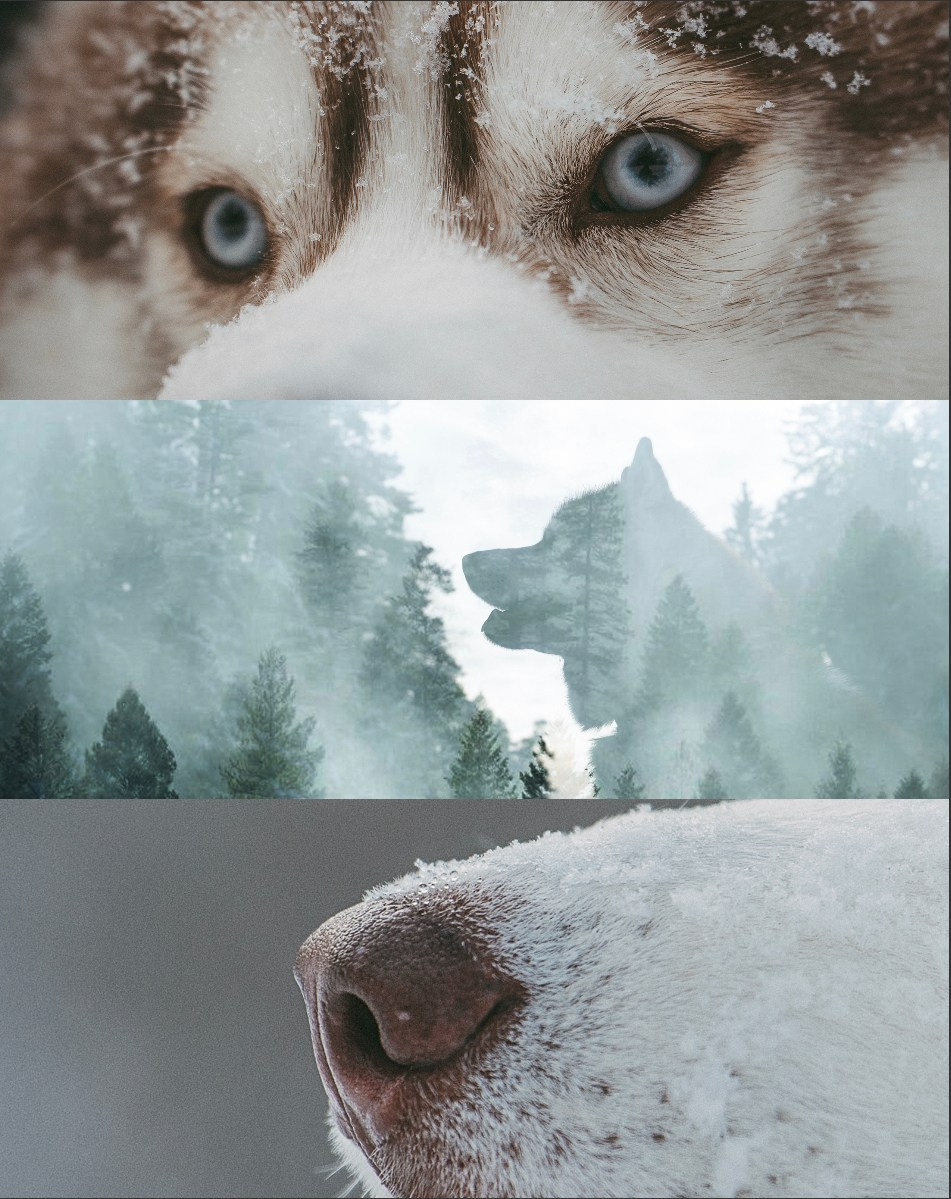 Полина, Уго и Пышка. Фотограф анималист в Москве и Санкт-Петербурге Свиридова Анна