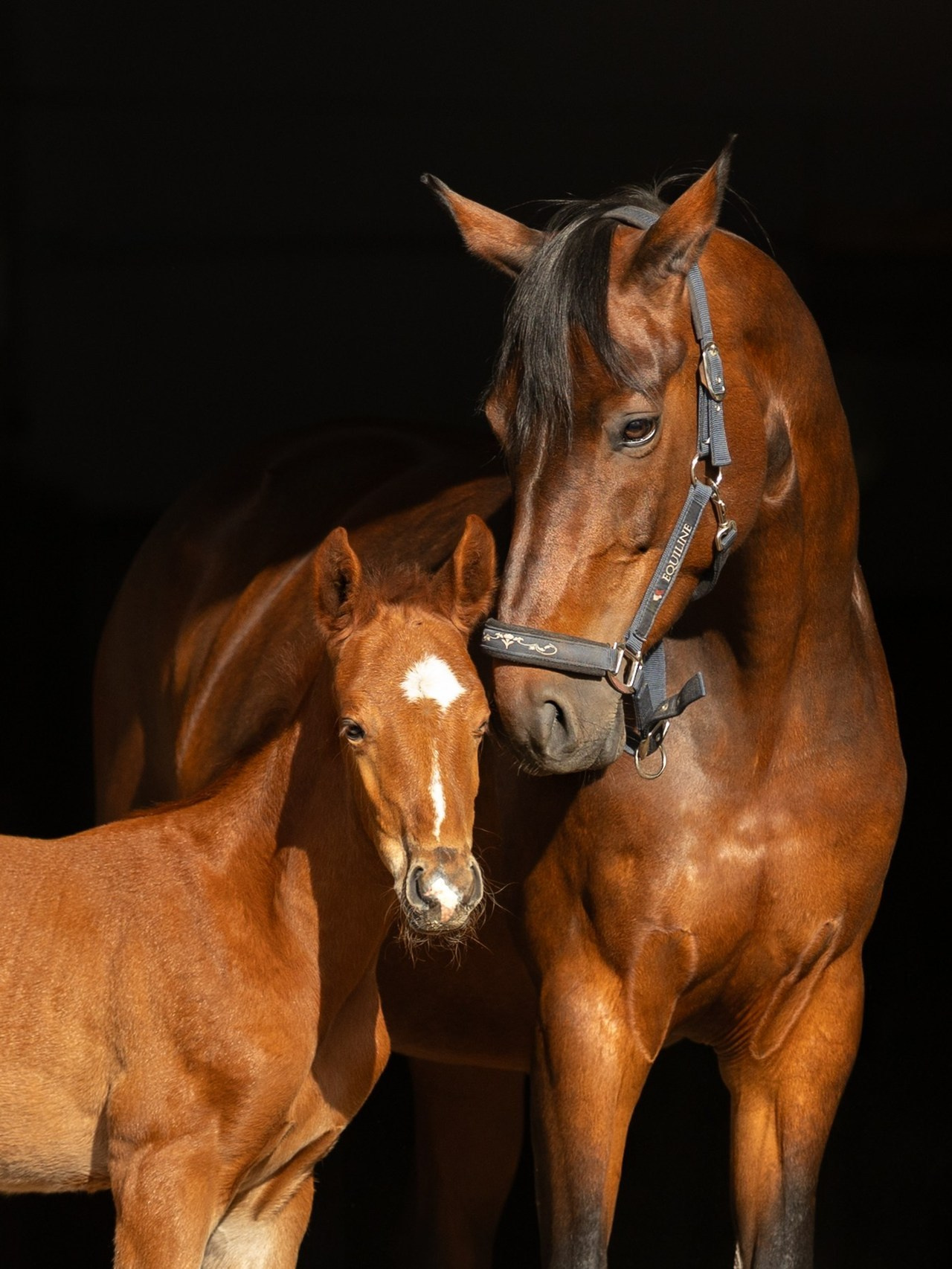 Отзывы. Конный фотограф в Калининграде Елена Курбатова