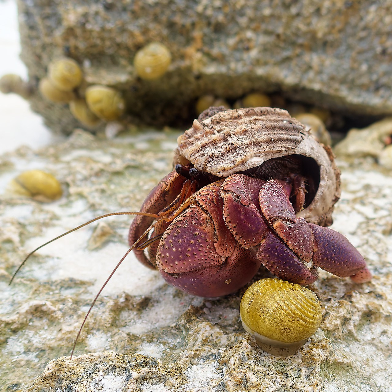 Мне посмотреть. Рыбов показываю