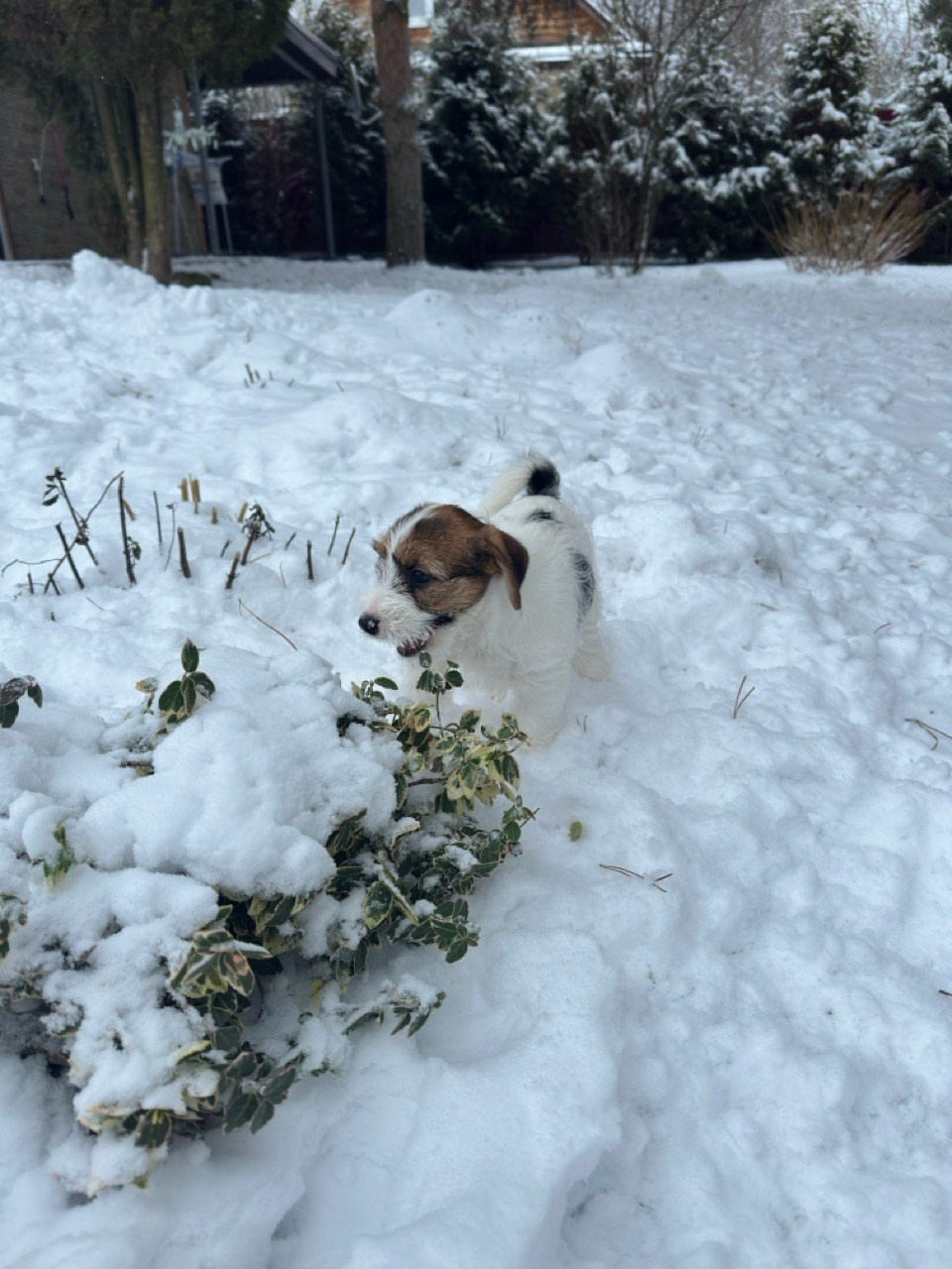 BELIEVE ME. Lovely-Orange питомник джек рассел терьеров