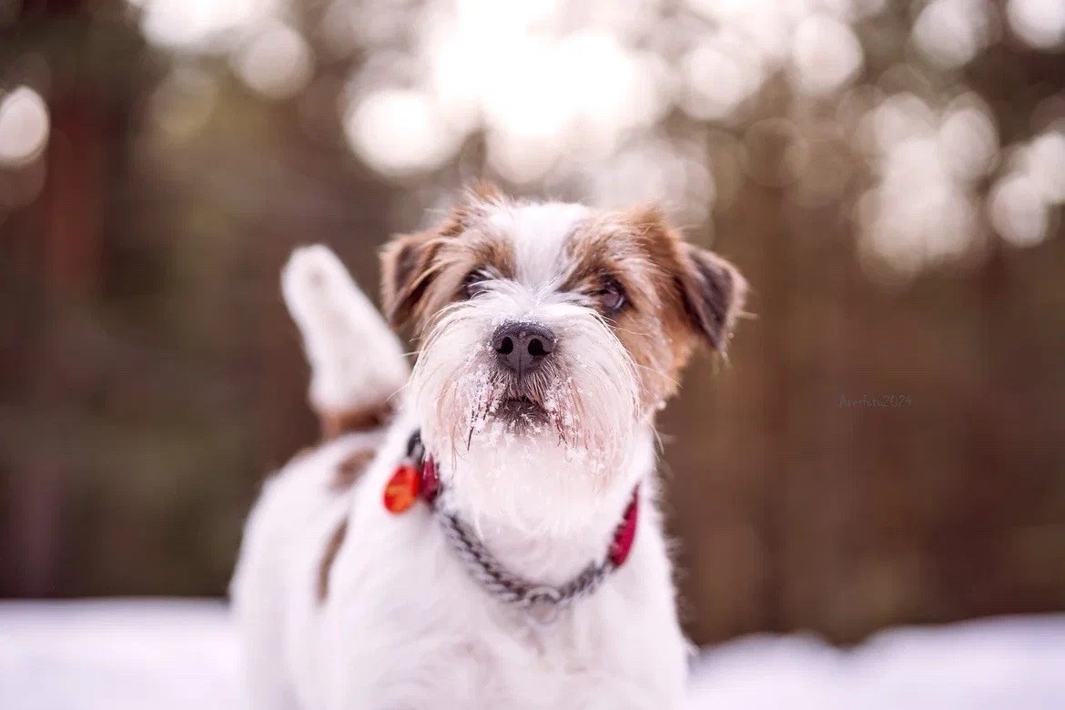 Lovely-Orange Kaizer. Lovely-Orange питомник джек рассел терьеров