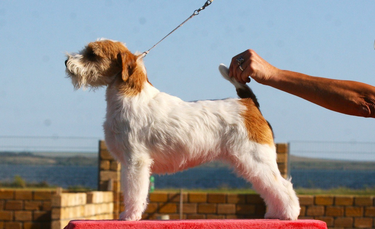 Lovely-Orange Colambina. Lovely-Orange питомник джек рассел терьеров