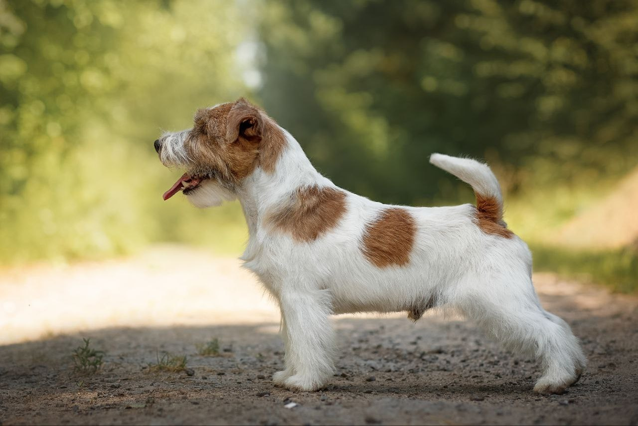 Lovely-Orange Boo. Lovely-Orange питомник джек рассел терьеров